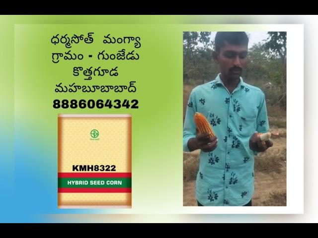 KMH8322 #kaveri #8322 #maizecultivation #kharifcrops #maize #bestseeds #trending #trendingshorts