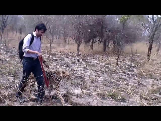 Walking a Cheetah at Chaminuka in Zambia