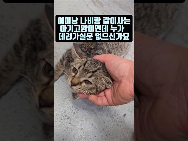 구미 타이어가게에 사는 아기냥이 데려가실분 없으신가요 #타이어뱅크 북구미점   #고양이 #냥이 #아깽이 #길냥이 #길고양이 #猫 #cat #kittens #straycat