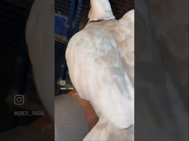 ياكريم قرزل من الحلال حمام زاجل rinkneck dove