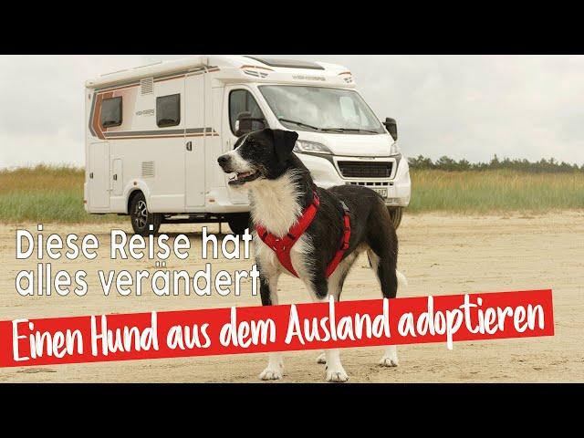 Hund adoptieren?Wir fahren nach Rumänien | Arche Noah Transilvania | Tierschutz