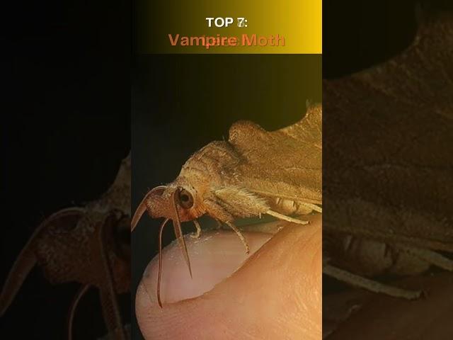 TOP 10 Real Life Vampires in the Animal Kingdom