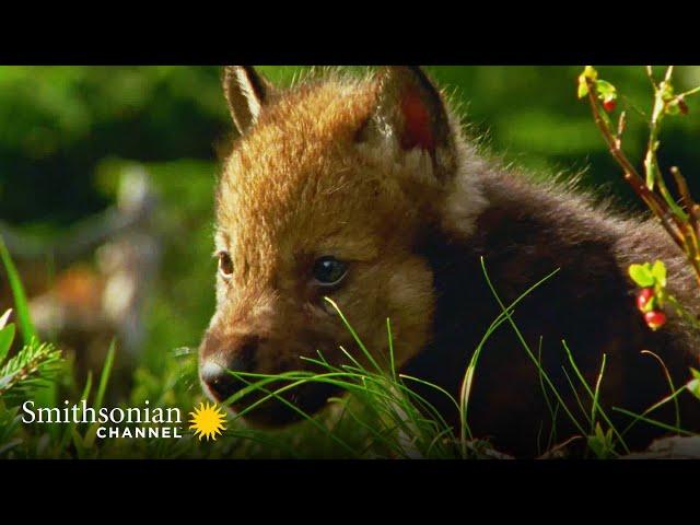 How Helpless Wolf Pups are On Their Feet Within 3 Weeks  Carpathian Predators | Smithsonian Channel