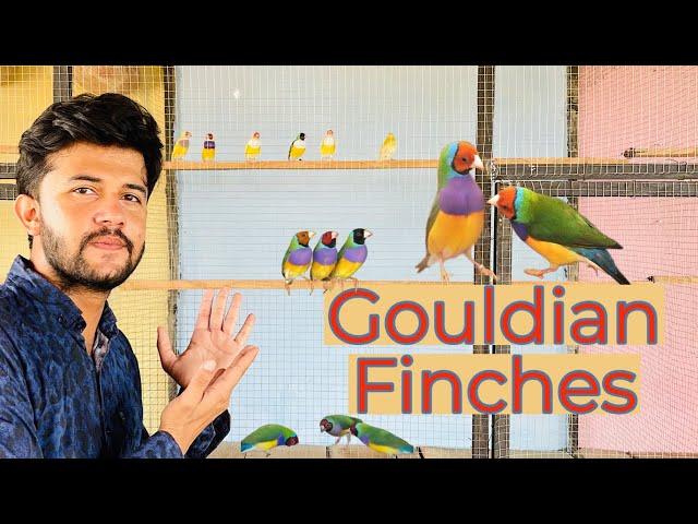 Gouldian Finch Colony Breed #gouldianfinches