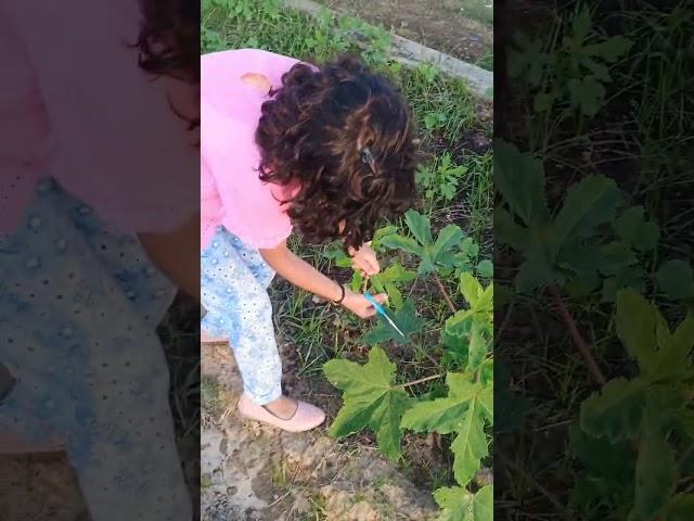 organic vegetable harvesting #kitchen garden harvesting#kitchen terrace garden harvesting#village l