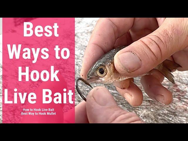 Best Ways to Hook Live Bait | How to Hook Live Bait | Best Way to Hook Mullet