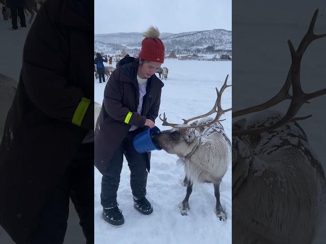 At  Reindeer camp in Tromso Norway #tromso #norway