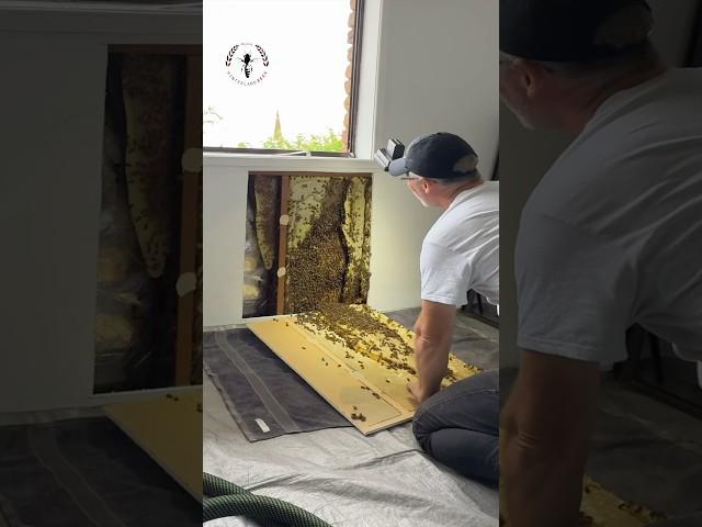 The Genius Way Bees Organise Their Nest