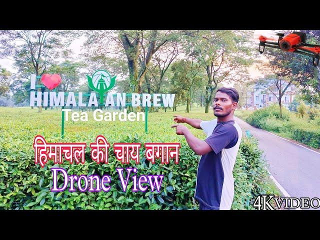 Himachal ki Chai Bagan l हिमाचल की चाय बागान ll DRONE VIEW ll #jharkhandichacha