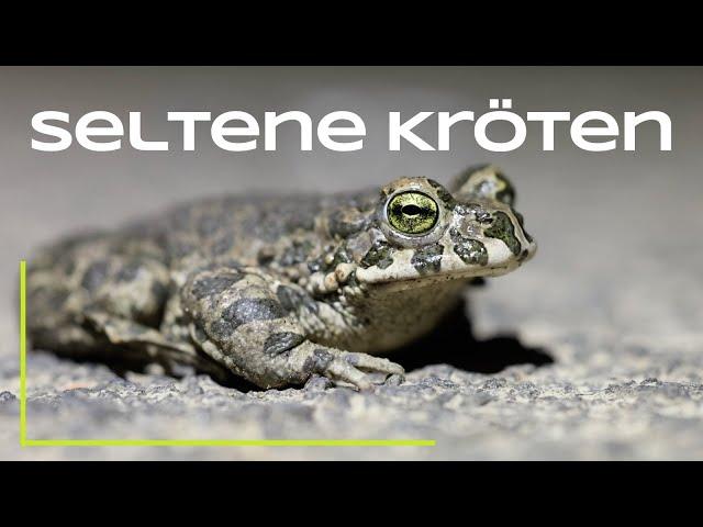 Nachtwanderung - seltene Amphibien (Knoblauchkröte, Wechselkröte)