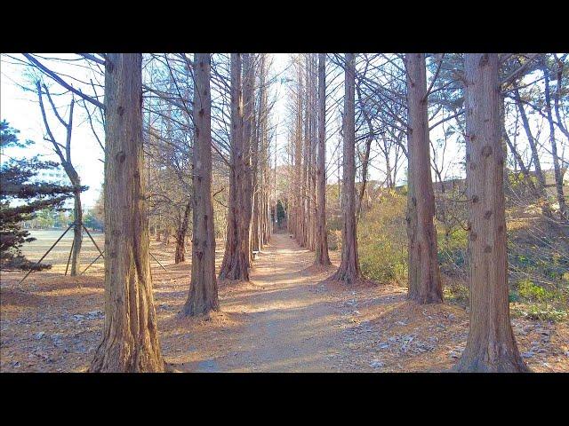 [4k] Walking Chungbuk national University cheongju 충북대학교 산책 忠北国立大学