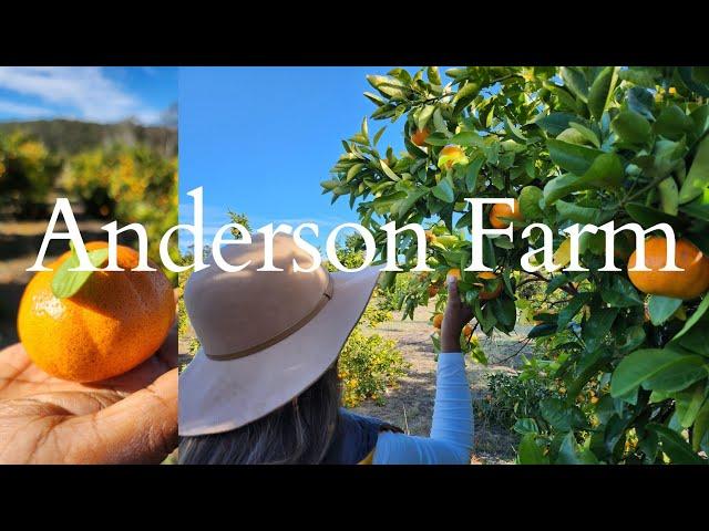 Orange picking Anderson Farm, Sydney Australia.