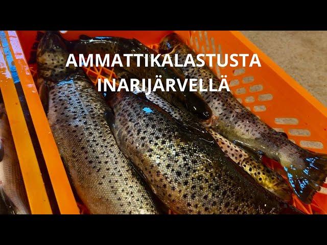 AMMATTIKALASTUSTA INARIJÄRVELLÄ MARRASKUUSSA || VERKKOKALASTUSTA