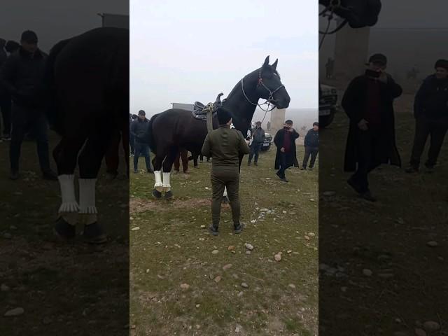 КОКОНДИСКИ ТОМОША УЧУН!.. #otbozori #ot_narxlari #uloq #horse