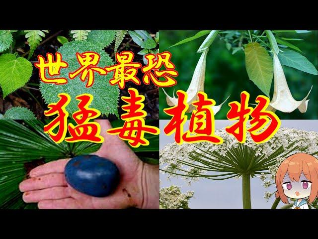 【ゆっくり解説】～世界で最も危険な猛毒植物5選～