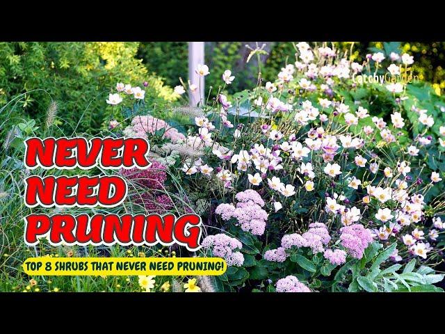 TOP 8 Shrubs That NEVER Need Pruning!  NO Maintenance Required!️// Gardening Ideas