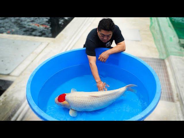 Breeding The Most Expensive Koi Fish In The World!