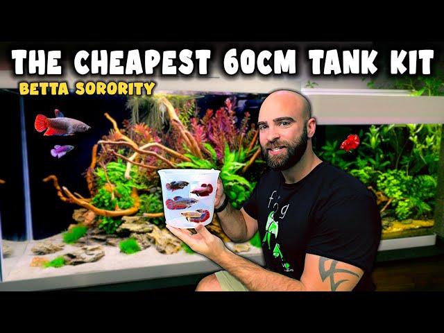 Cheapest 60cm ALL IN ONE Tank Kit | BETTA SORORITY Aquascape Tutorial