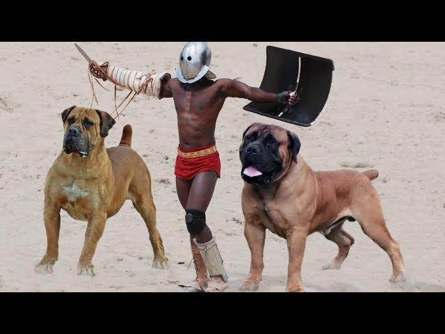 10 Most Powerful Mastiff Dog Breeds