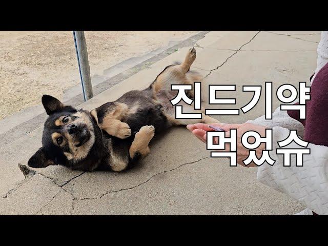 진드기약 필수 시즌