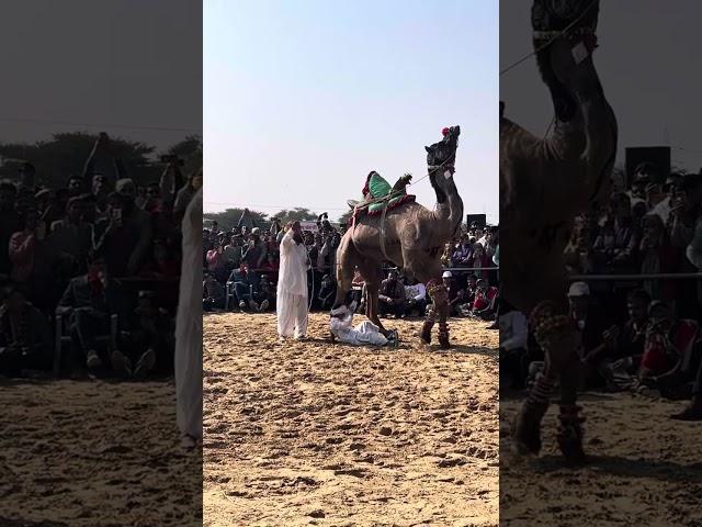 camel dance में लड़के का Acidant | Da Safe Journey