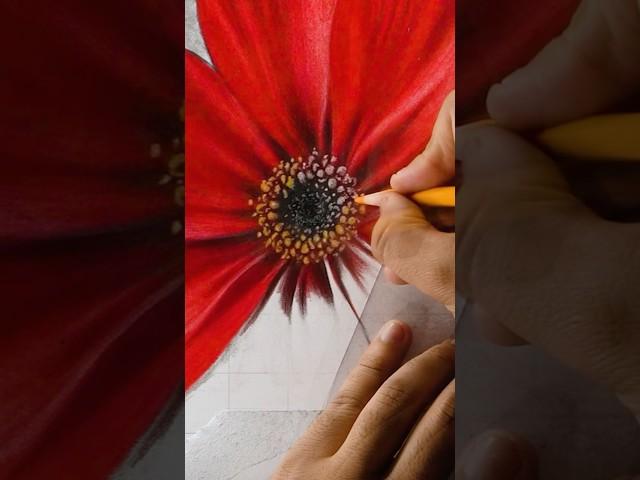 Adding Floral Beauty to Portraits – Cosmos Detailing Up Close