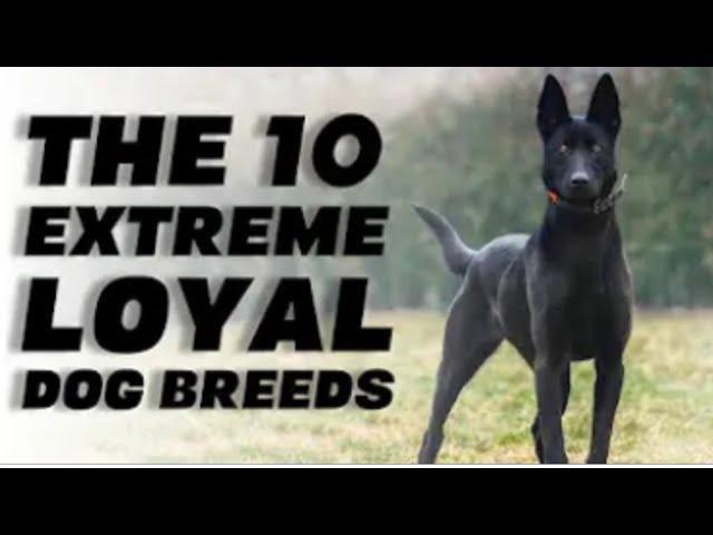 THE 10 EXTREME LOYAL DOG BREEDS