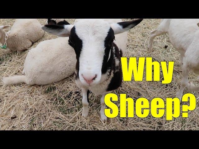 5 Reasons to Consider Sheep for Your Homestead