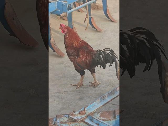 hen