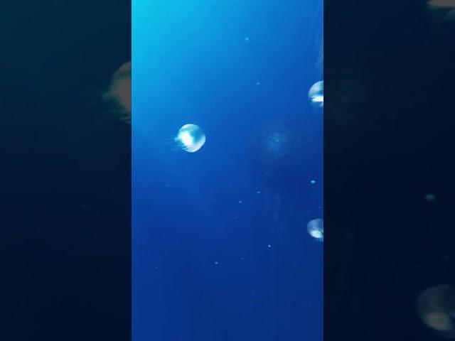 Sea jellyfish