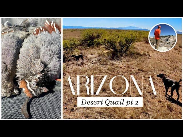 Arizona CRAZY Desert Quail Hunt-Part 2