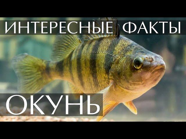 Окунь - интересные факты