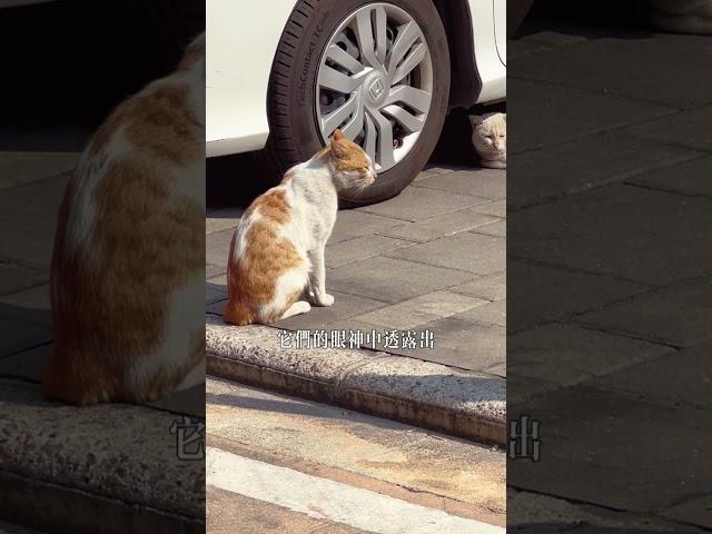 两只流浪貓緊挨著車輪，已經守候超過24小時，究竟隱藏著怎樣的秘密？  #cat #cats #catlover #catvideos #catlovers