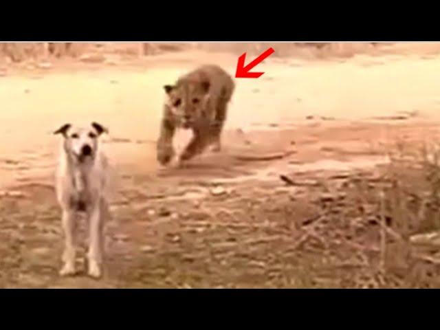 Most brutal leopard attacks on dogs!!!