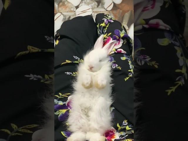 My Bunny ￼Is Sleeping  ️#onemoreplease #cutebunny #loveanimals