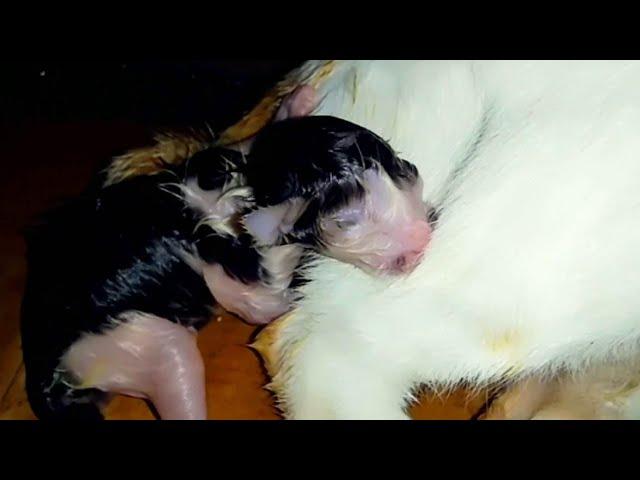 Detik-Detik Ibu Kucing Melahirkan Anak | Cat Giving Birth