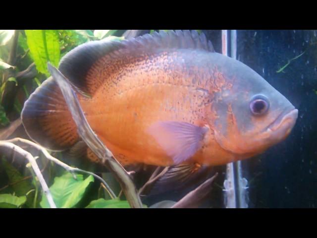 Americans astronotus ciclids tanks 450 l.