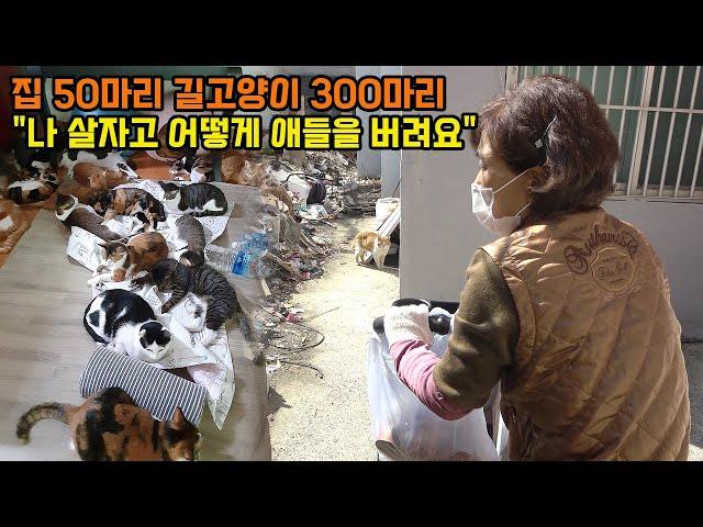 19년간 길고양이 돌보다 개인파산 2번한 고양이 엄마