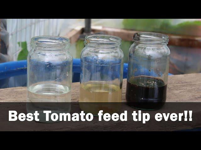 Best Tomato feed tip ever! Harvesting and curing Zebrunne shallots