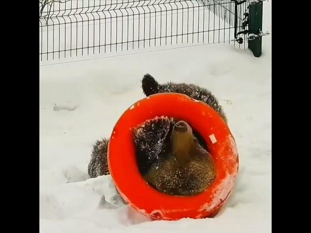 Мансур  Ring - training ️Bear Mansur moments.