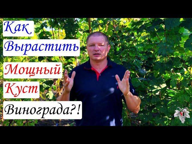 Как вырастить МОЩНЫЙ КУСТ ВИНОГРАДА всего за два года? Секрет правильной ПОСАДОЧНОЙ ЯМЫ!