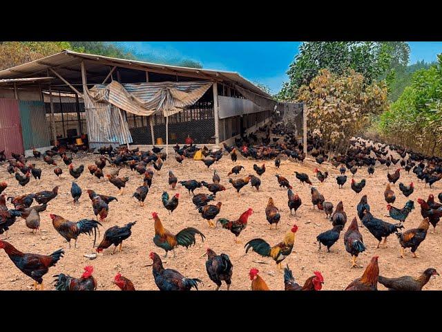 FULL VIDEO: 150 Days Of Caring For 9,000 Chickens - Chicken Farm - Poultry Farming