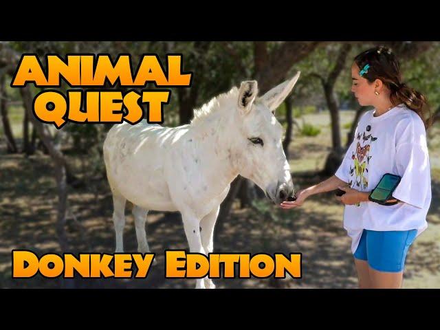 Animal Quest: Donkey Edition