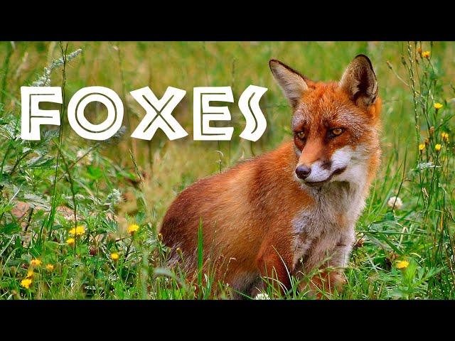 All About Foxes for Kids: Animal Videos for Children - FreeSchool