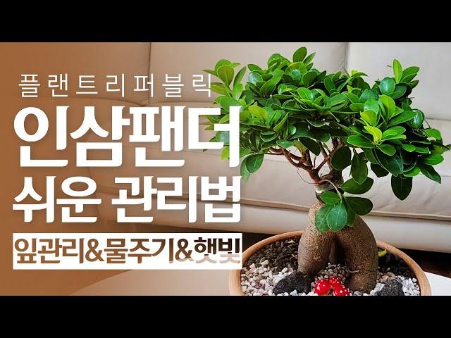 SUB) 인삼팬더 완벽정리｜물주기 햇빛 잎 키우기쉬운 실내식물 추천 관리법