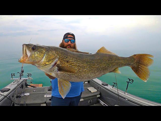 Walleye Fishing Lake Erie (CATCH & COOK) | Field Trips with Robert Field