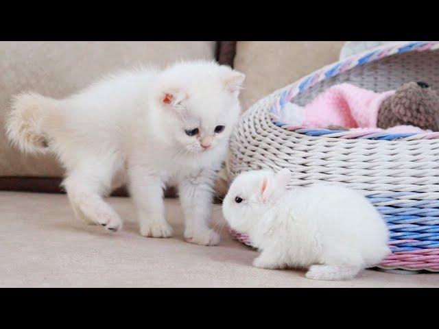 White kitten and white Tiny bunnies 