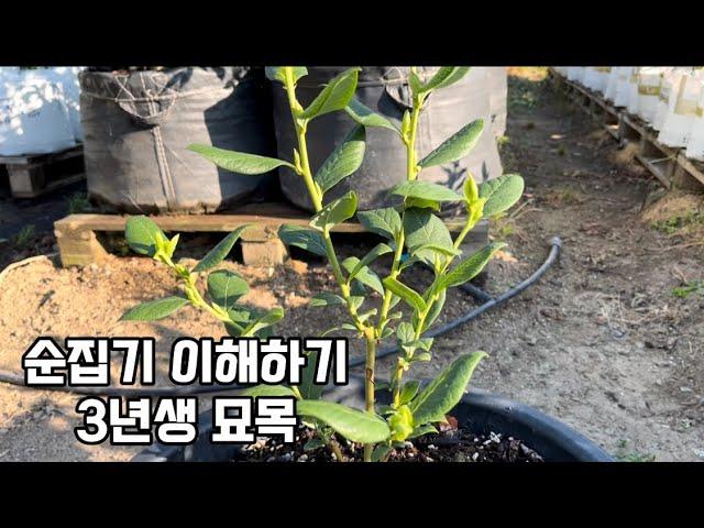 블루베리 순집기 3년생묘목#블루베리재배 #blueberry #blueberryfarm #gardening