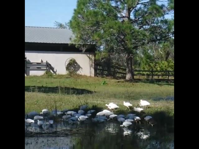 White Ibis   Venus Ranch -- Venus Ranch is an Obscure Destination - Venus, Florida.