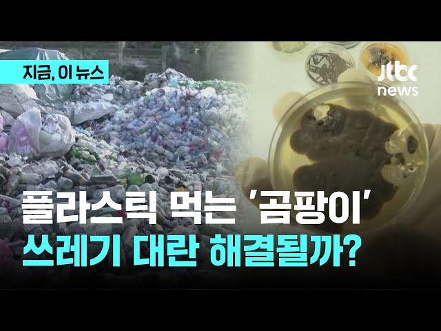 플라스틱 먹는 '곰팡이'…쓰레기 대란 해결될까?｜지금 이 뉴스